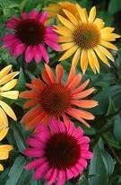 What is echinacea?